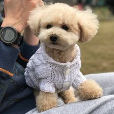 a small dog wearing a sweater sitting on someone's lap with his hand in the air