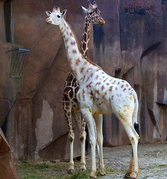 two giraffes standing next to each other in an enclosure