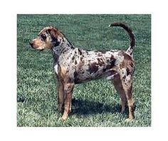 a brown and white dog standing on top of a lush green field