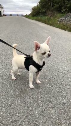 a small white dog wearing a black harness on a leash standing in the middle of a road