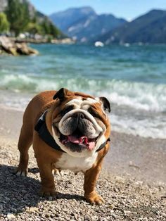 a brown and white dog standing on top of a sandy beach next to the ocean