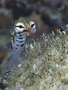 a close up of a small fish on a coral