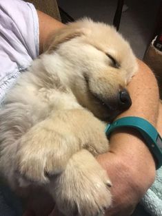 a person is holding a dog that is sleeping