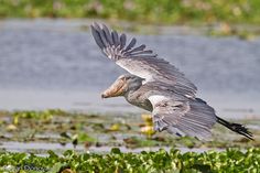 a bird is flying over some water plants and grass with its wings spread wide open