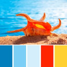 an orange shell on the beach with blue water in the background and color swatches