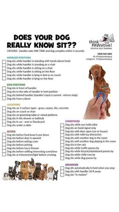 does your dog really know sit? Dog Training Guide, Service Dog Training Checklist, Psychiatric Service Dog, Dog Behavior Training, Positive Dog Training, Service Dog Training, Easiest Dogs To Train, Dog Behavior Problems