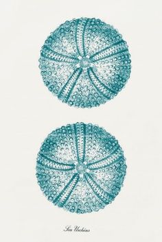 two sea urchins are shown in blue and white