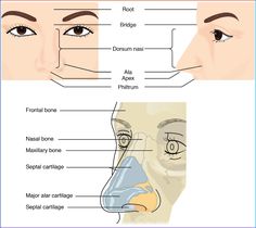 the nose and neck are labeled with different parts in each section, including the upper part of