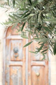 an olive tree in front of a wooden door