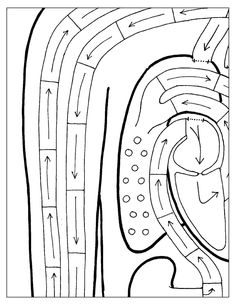 an image of the inside of a plant with arrows pointing in different directions and lines going through it