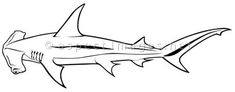 a black and white drawing of a shark