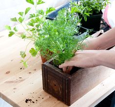 a person is placing plants in a wooden box on a table with other potted plants