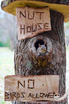 a bird house with a squirrel in it's hole on the side of a tree