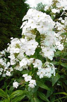 white flowers are blooming in the garden