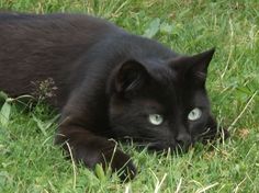 a black cat is laying in the grass