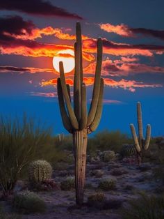 the sun is setting behind a large cactus