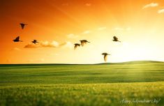 birds flying in the sky over a green field