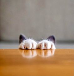 a small white and black cat laying on top of a wooden floor next to a wall