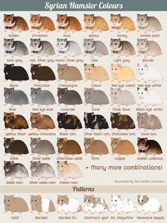 an animal chart with many different colors and sizes, including the cat's name