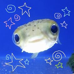 a fish with blue eyes and stars on it's side swimming in an aquarium