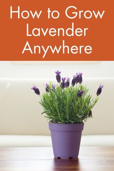 lavender plant with text overlay how to grow lavender anywhere