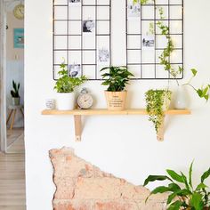 some plants are sitting on a shelf in front of a wall with pictures and clocks