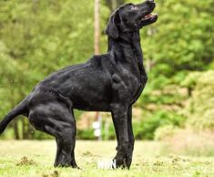 a large black dog standing on top of a lush green field covered in raindrops