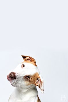 a brown and white dog sitting on top of a table