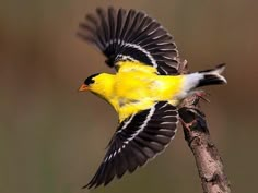 a yellow and black bird is flying over a twig with its wings spread out