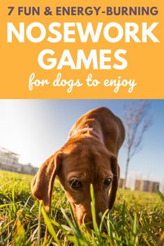 a brown dog laying in the grass with text overlay reading 7 fun & energy - burning nosework games for dogs to enjoy