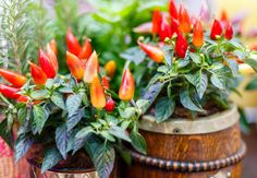 several potted plants with red and yellow flowers