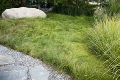 the grass is growing next to some rocks