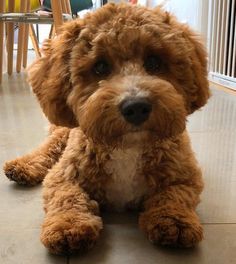 a small brown dog sitting on top of a tile floor