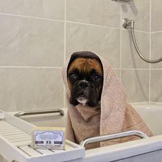 a brown and black dog sitting in a bath tub with a towel on it's head