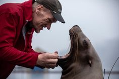 a man is petting a seal on the nose