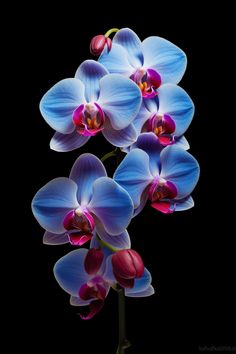 Experience the mesmerizing beauty of these blue orchids in a captivating composition by Iain Scott. The rich colors, matte finish, and 8k resolution make this artwork a true masterpiece. #Orchids #Art Blue Orchid Flower, Orchid Blue, Mesmerizing Beauty, Konica Minolta, Beautiful Flowers Pictures