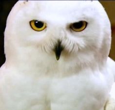 an owl with yellow eyes is sitting down