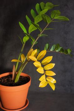 a potted plant with yellow flowers in it on a table next to a black background