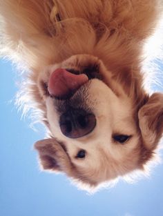 a close up of a dog's face with its tongue hanging out and it's head upside down