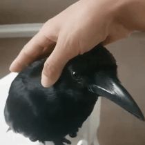 a black bird sitting on top of a white table next to a person's hand