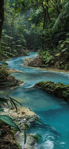 a river running through a forest filled with lush green trees and plants on either side