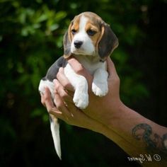 a person holding a small puppy in their hand