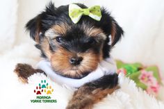 a small black and brown dog with a bow on it's head