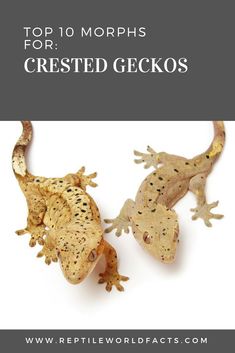 two geckos with the title top 10 morphs for crested geckos