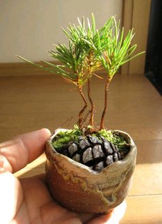 a hand holding a small pine tree in a pot with rocks and grass growing out of it