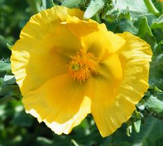 a yellow flower with green leaves in the background