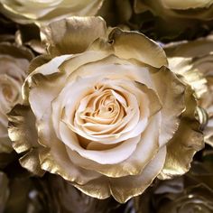 Gold Tined Rose Flower Up Close White Lisianthus, 12 Roses, Flower Care, Artificial Roses, Flowers Online, Water Flowers, Flower Bud, Gold Flower, For Your Party