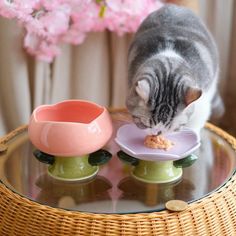 a gray and white cat eating food from a plate on a table next to a pink flower