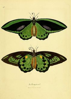 two green and black butterflies on top of each other