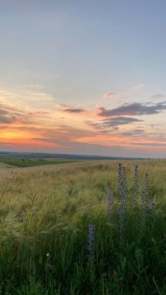 the sun is setting over an open field with tall grass and wildflowers in the foreground